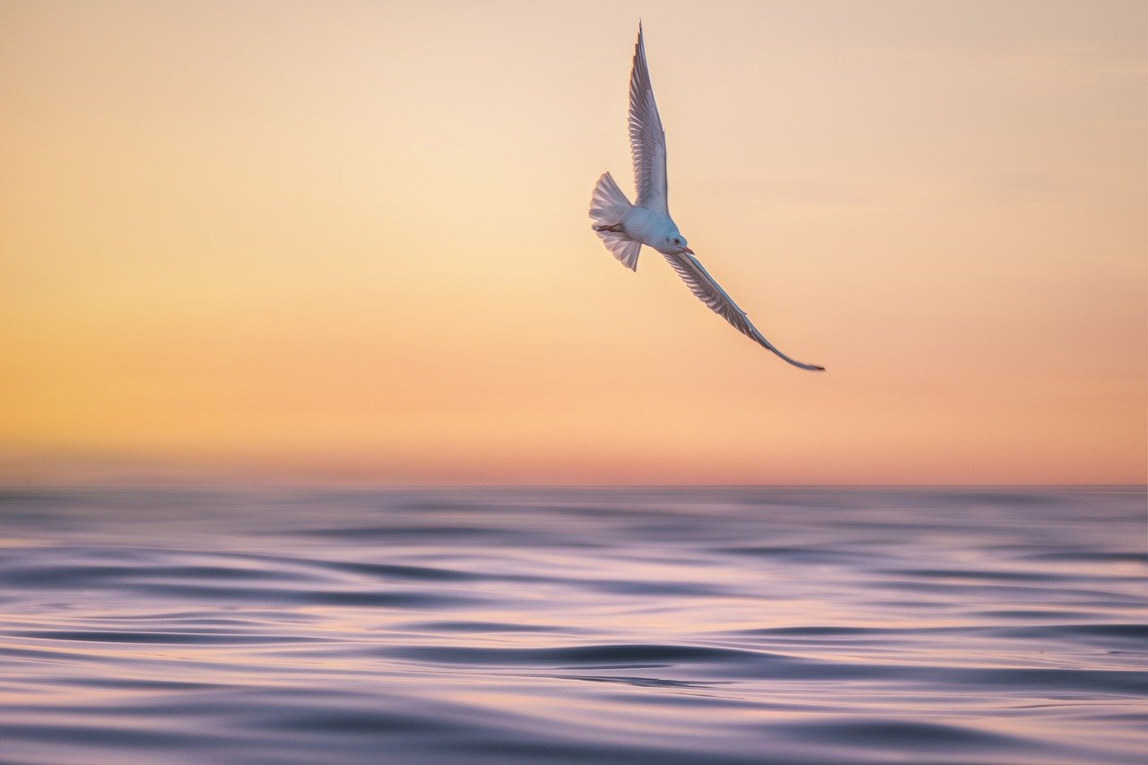 seagull, waves, marine-8781110.jpg